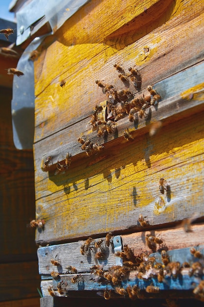 Bienen fliegen in der Nähe eines hölzernen Bienenstocks