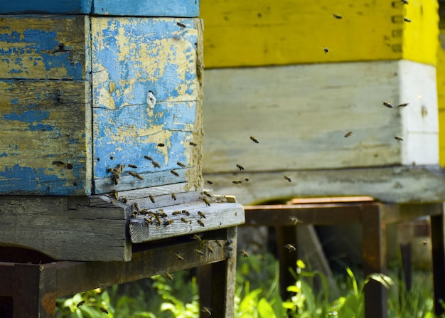 Bienen fliegen zum Bienenstock Imkerei Ein Bienenschwarm bringt Honig nach Hause Imkerei