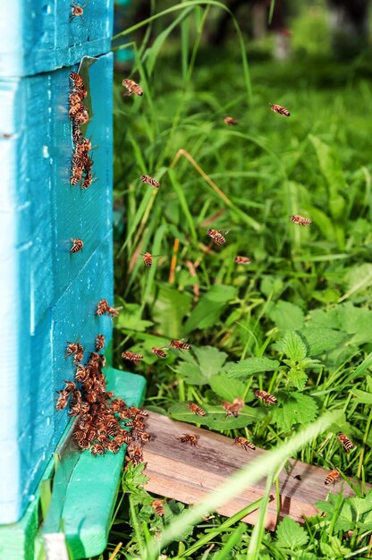 Bienen fliegen zum Bienenstock