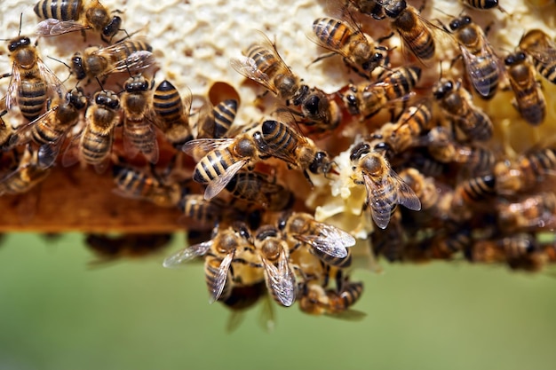 Foto bienen hautnah auf wabenrahmen