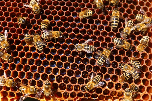 Bienen im Bienenstock im Bienenhaus und Waben-Nahaufnahme