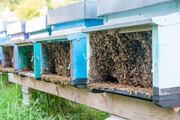 Bienen im Bienenstock