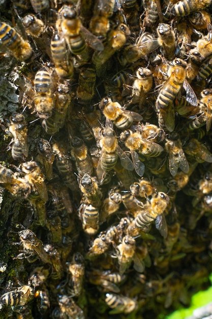 Bienen im Detailplan Unter einem Makroobjektiv wurde ein Bienenschwarm fotografiert