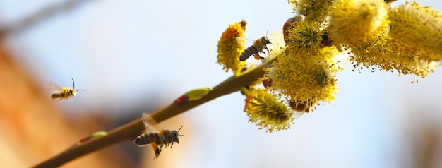 Bienen im Flug sammeln Pollen vor dem Hintergrund eines gelb blühenden Zweiges. selektiver Fokus