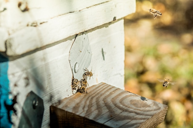Bienen in der Nähe des Bienenstocks