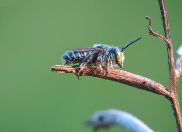 Bienen-Insekt