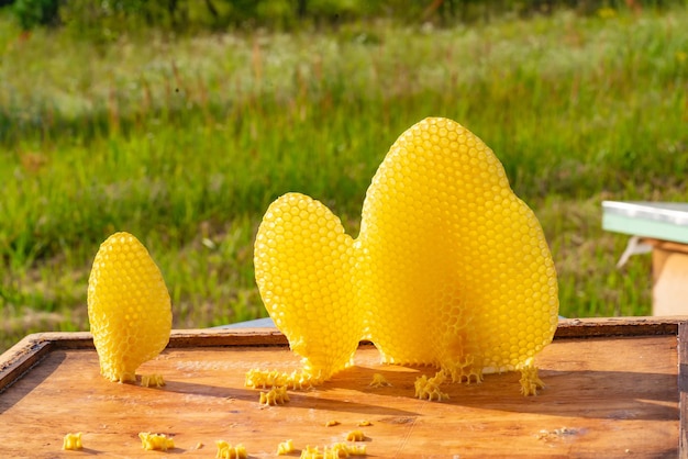 Bienen machen Honig. Bienenhonig gesammelt in der gelben schönen Wabe. Imkerei-Konzept. Nahansicht