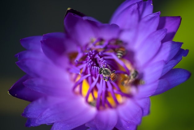 Bienen nehmen Nektar von der schönen lila Seerose oder Lotusblume. Makrobild der Biene und der Blume.