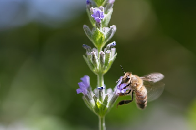 Bienen sammeln Nektar auf einem grünen Gebiet. Foto in hoher Qualität