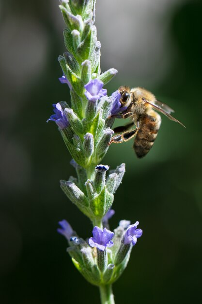 Bienen sammeln Nektar auf einem grünen Gebiet. Foto in hoher Qualität