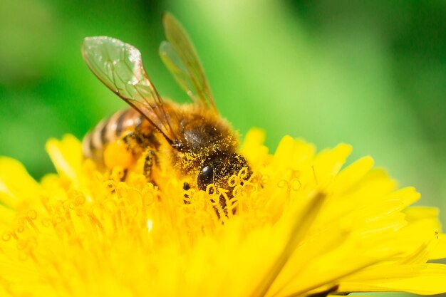 Bienen sammeln Nektar auf einem Löwenzahn, gelbe Löwenzahnblume, grünes Gras, gelber Pollen