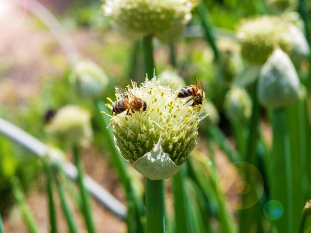 Bienen sammeln Nektar von einer Zwiebelblume Honigzubereitung