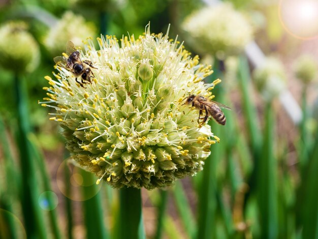 Bienen sammeln Nektar von einer Zwiebelblume Honigzubereitung