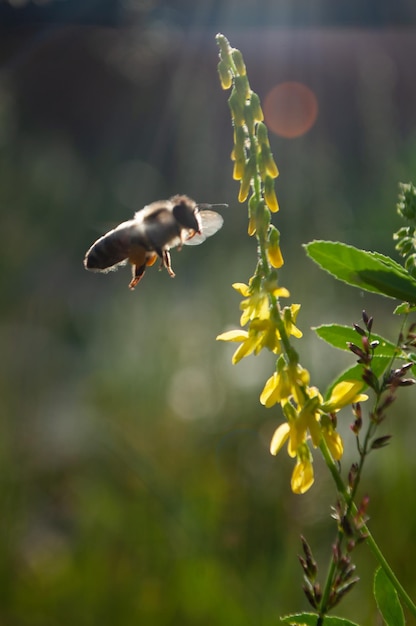 Bienen sammeln Pollen von blühendem Gras im Gegenlicht