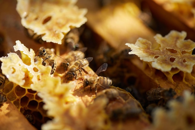 Bienen sitzen auf einem Rahmen mit Honigwaben und Honig und fliegen im Sommer auf dem Hintergrund eines grünen Gartens um die Bienenstöcke herum