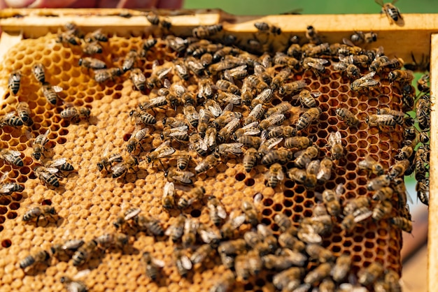 Bienen sitzen tagsüber im Garten auf dem Rahmen von Waben. Nahansicht