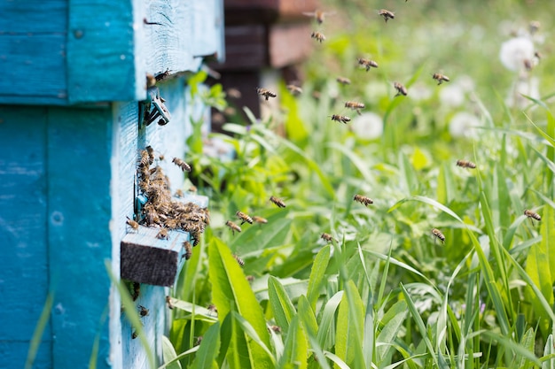 Bienen tragen Nektar zum Bienenstock.