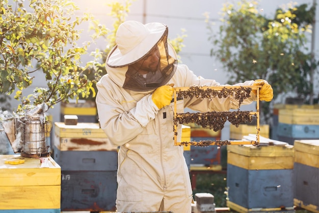 Bienen und Bio-Waben mit Gelée Royale Man Imker hält einen Holzrahmen mit Königinnenzellen Waben mit königlicher Milch der Bienen Honigbienenbrutpflege Honigbienenkolonie Bienenstock Imkerei