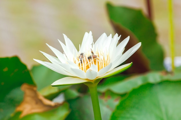 Bienen und weiße Lotosblumen blühen