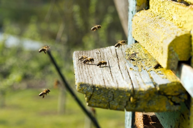 Bienen