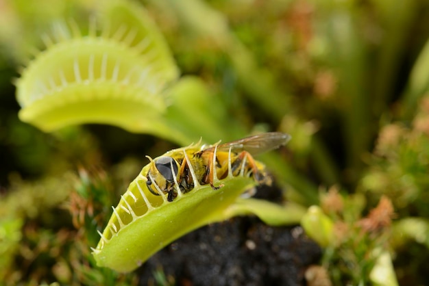 Bienenartiges Fliegeninsekt, das sich nähert und von der fleischfressenden Pflanze der Venusfliegenfalle gefangen wird