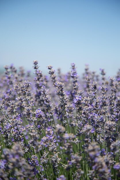 Bienenbestäubung einer Lavendelblüte in einem Lavendelfeld, mittlerer Plan, horizontal