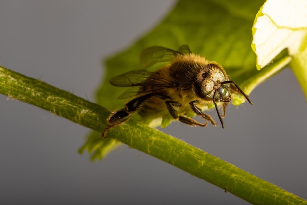 Bienendetails einer schönen Biene, gesehen durch ein Makroobjektiv mit einem schönen hellen selektiven Fokus