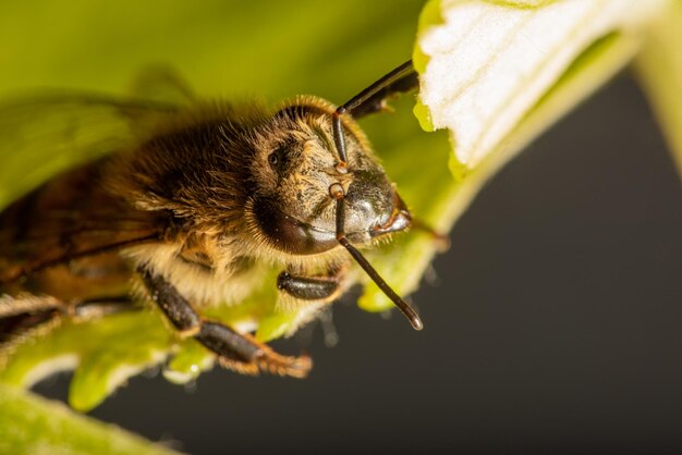 Bienendetails einer schönen Biene, gesehen durch ein Makroobjektiv mit einem schönen hellen selektiven Fokus