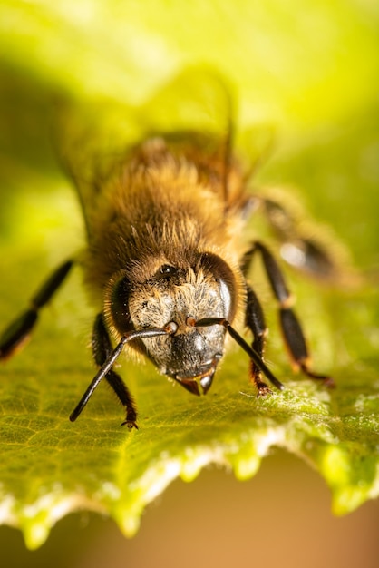 Bienendetails einer schönen Biene, gesehen durch ein Makroobjektiv mit einem schönen hellen selektiven Fokus