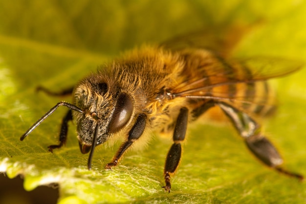 Bienendetails einer schönen Biene, gesehen durch ein Makroobjektiv mit einem schönen hellen selektiven Fokus