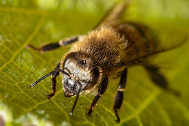 Bienendetails einer schönen Biene, gesehen durch ein Makroobjektiv mit einem schönen hellen selektiven Fokus