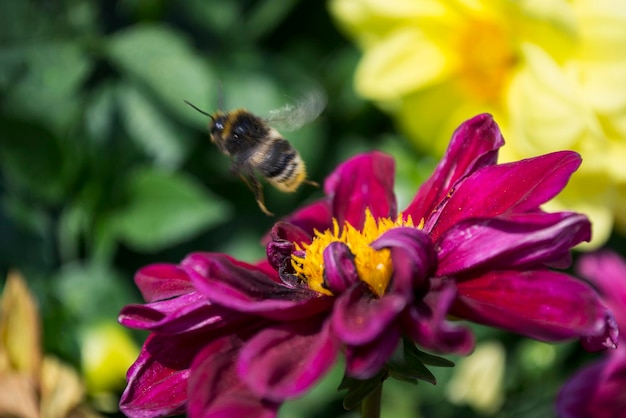 Bienenfliegen der Dahlienblume als Hintergrund