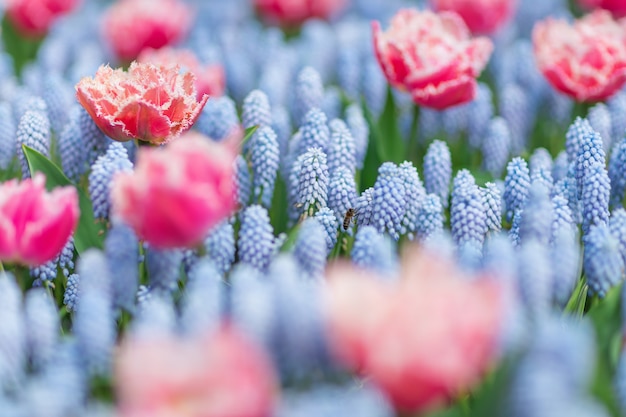 Bienenfliegen zwischen rosa und weißen Tulpen und blauen Traubenhyazinthen (Muscari armeniacum).