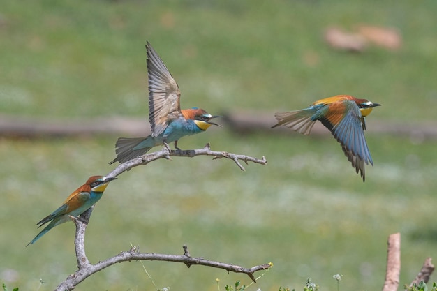 Bienenfresser (Merops Apiaster) Malaga, Spanien