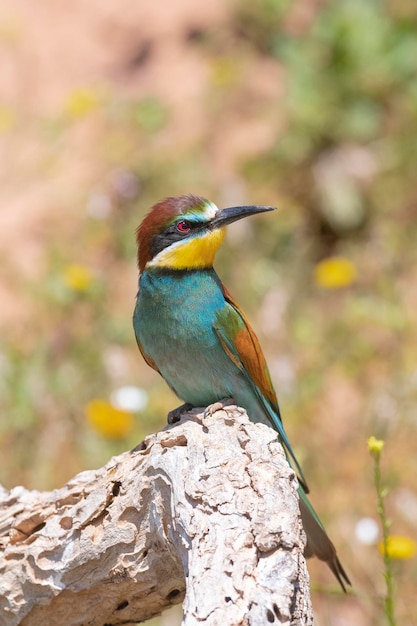 Bienenfresser (Merops Apiaster) Malaga, Spanien