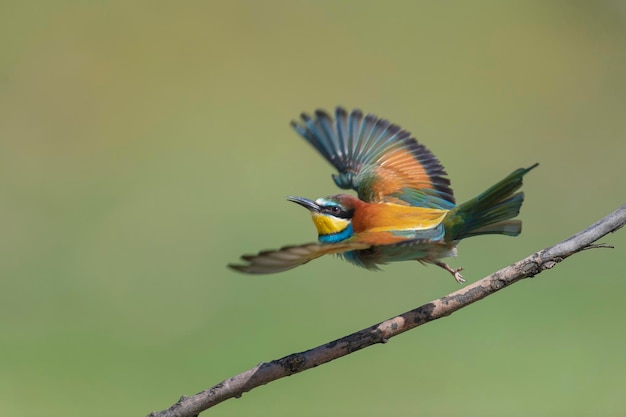 Bienenfresser (Merops Apiaster) Malaga, Spanien