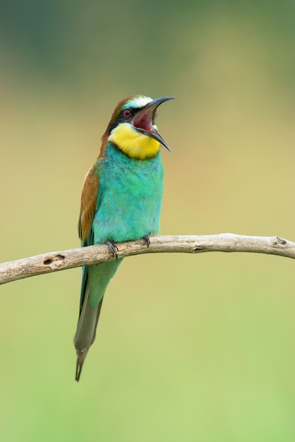 Bienenfresser singen auf einem Ast