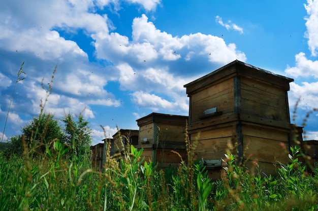 Bienenhaus Ein Bienenstock von einem Baum steht auf einem Bienenhaus