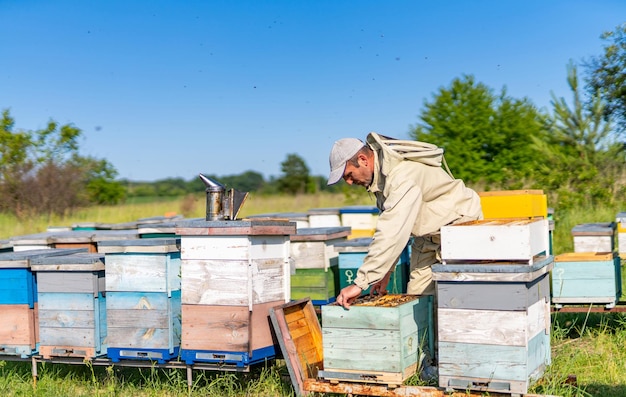 Bienenhaus-Imker, der mit Bienenwaben arbeitet Landwirtschaftsspezialist für süßen Honig