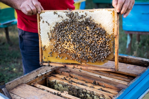 Bienenholzrahmen mit Bienen und Waben, Honigwachszellen, viele Insekten