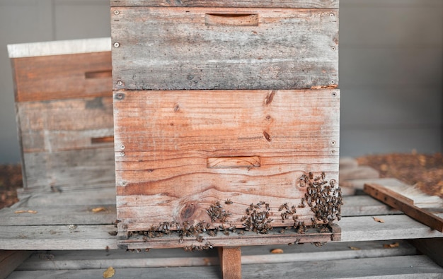 Bienenhonigproduktion und Insekten für Bienenfarmen für nachhaltige Landwirtschaft und Ökologie produzieren einen gesunden Lebensmittelprozess für die Landwirtschaft von Käfern, die für eine umweltfreundliche und organische Ernte für die Landwirtschaft bereit sind