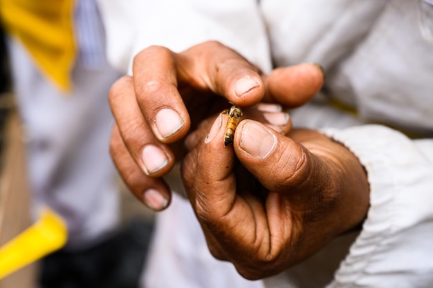 Foto bienenkönigin auf der hand des imker