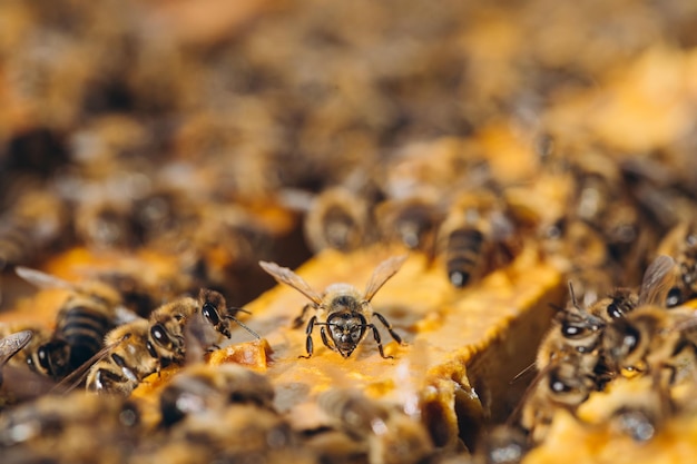 Bienenkolonie im Bienenstockmakro Arbeitende Wabenwachszellen der Honigbienen mit Honig und Pollen