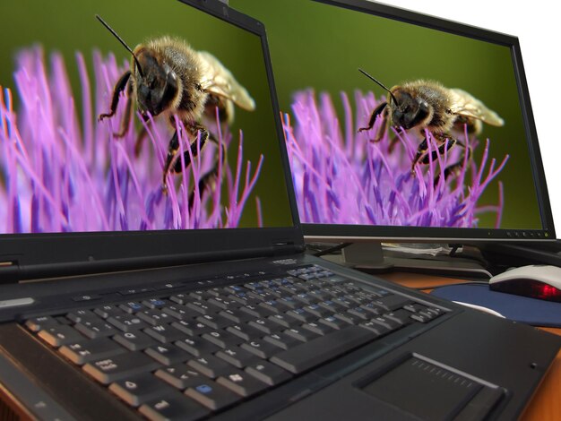 Foto bienenmakro auf scharfem dual-display...