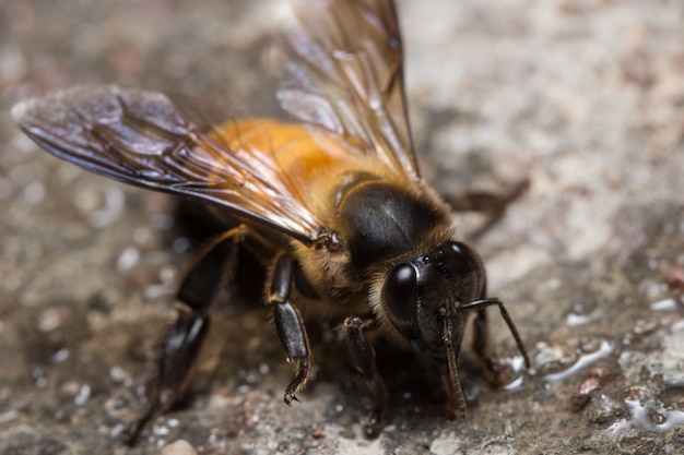 Bienenmakro sucht nach Nahrung