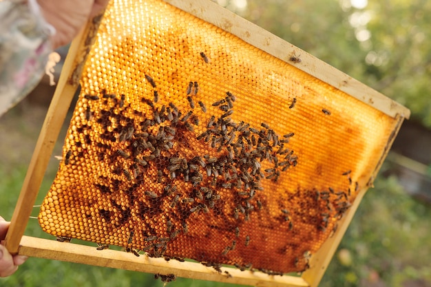 Bienennahaufnahme auf einem Rahmen für Bienen an einem Oberlicht gegen eine Hintergrundbeleuchtung des Sonnenlichts