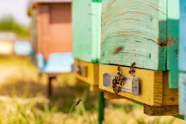 Bienenschwarm am Eingang des Bienenstocks