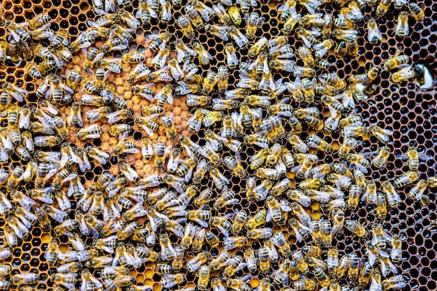 Bienenschwarm auf Wabenrahmen im Bienenhaus