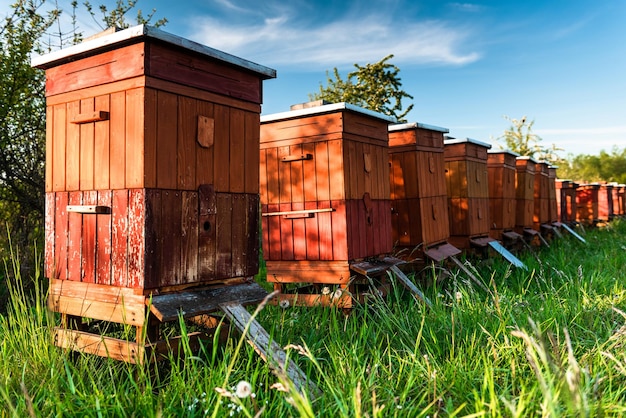 Bienenstock auf der Wiese bei der Sommer-Bio-Honigproduktion