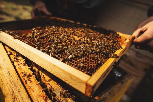 Bienenstockdetailabschluß oben.